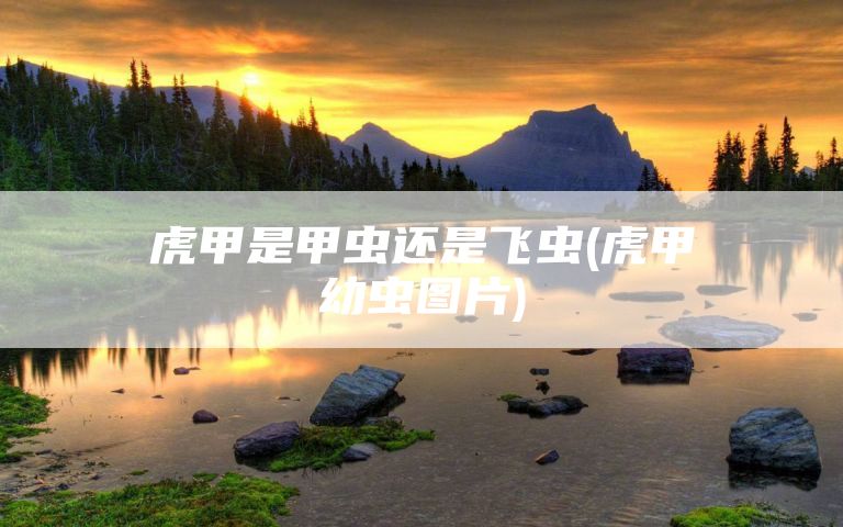 虎甲是甲虫还是飞虫(虎甲幼虫图片)