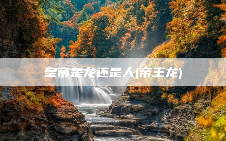 皇帝是龙还是人(帝王龙)