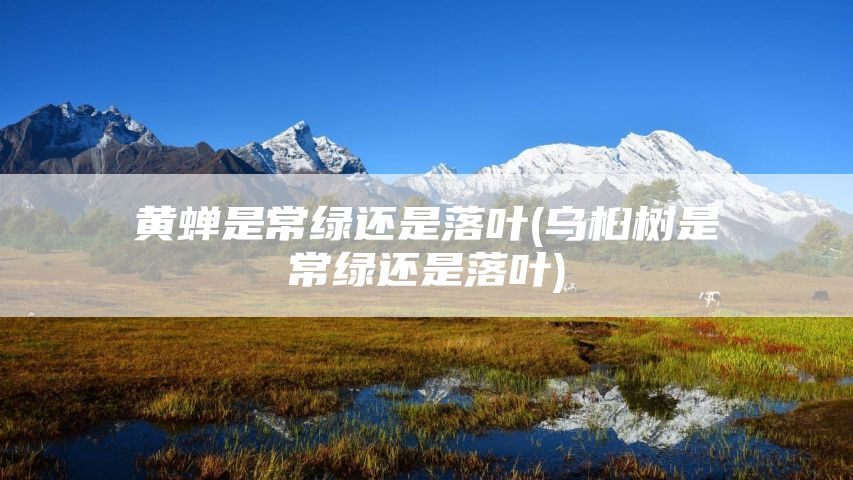 黄蝉是常绿还是落叶(乌桕树是常绿还是落叶)