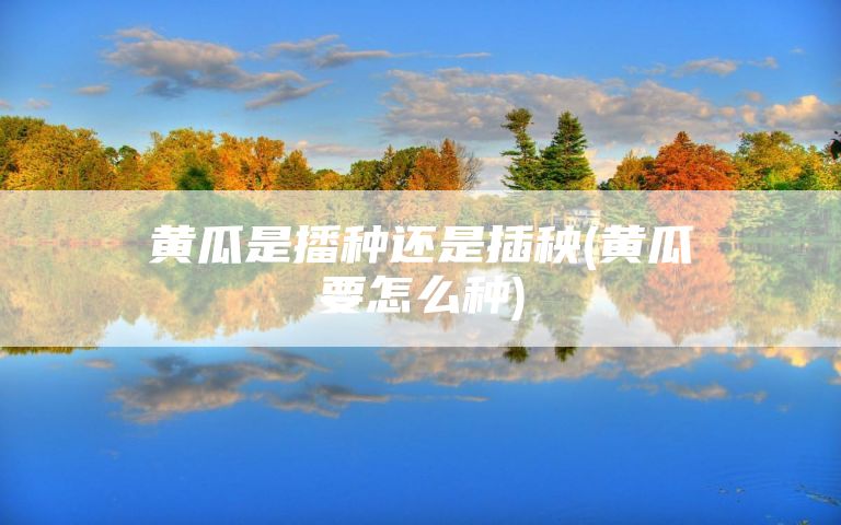 黄瓜是播种还是插秧(黄瓜要怎么种)