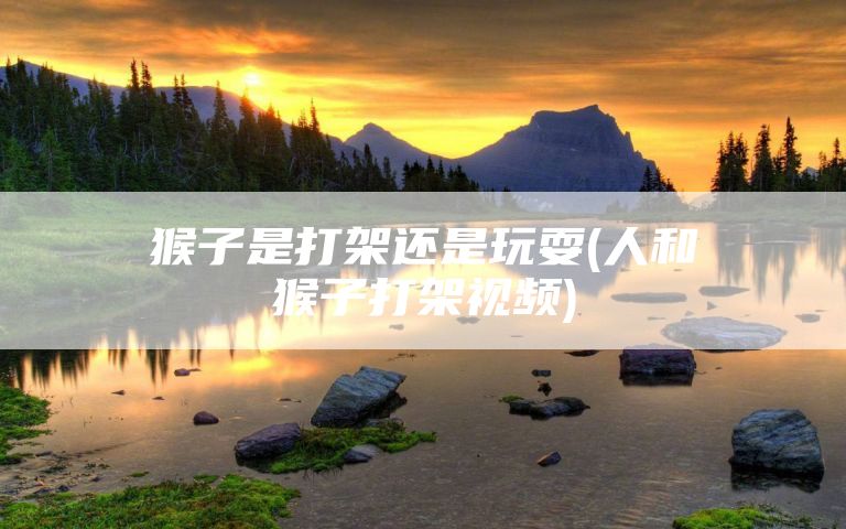 猴子是打架还是玩耍(人和猴子打架视频)