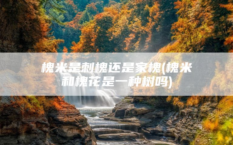 槐米是刺槐还是家槐(槐米和槐花是一种树吗)