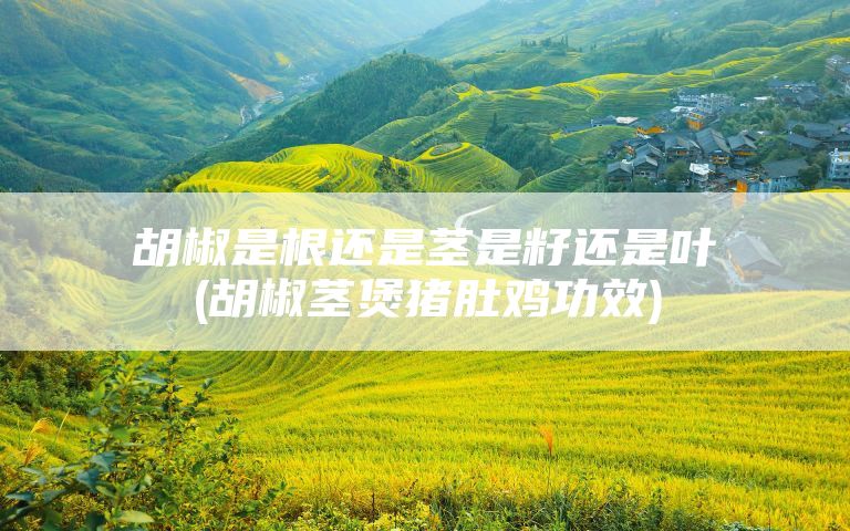 胡椒是根还是茎是籽还是叶(胡椒茎煲猪肚鸡功效)