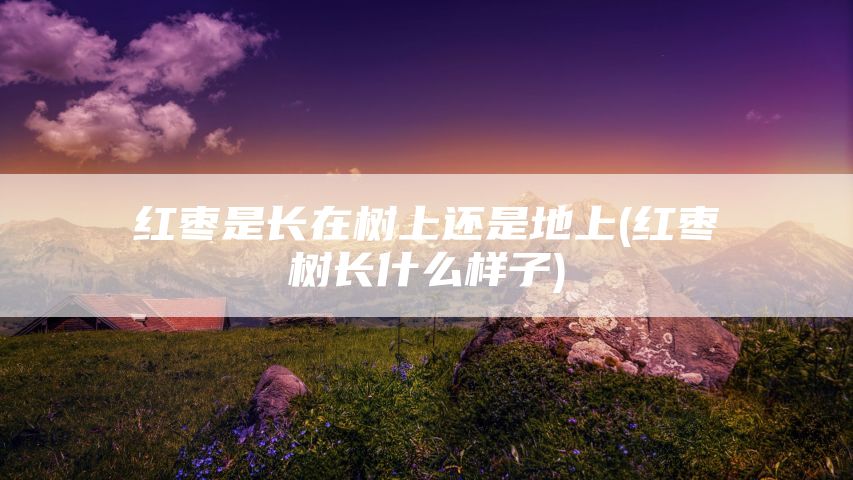 红枣是长在树上还是地上(红枣树长什么样子)