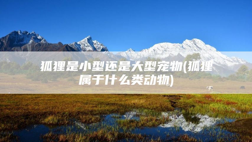 狐狸是小型还是大型宠物(狐狸属于什么类动物)