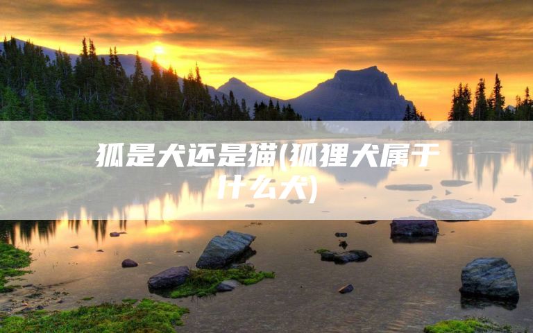 狐是犬还是猫(狐狸犬属于什么犬)