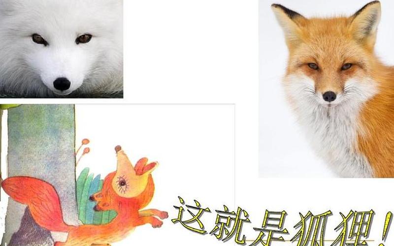 狐狸是猫内还是狗(猫和狐狸是什么关系)