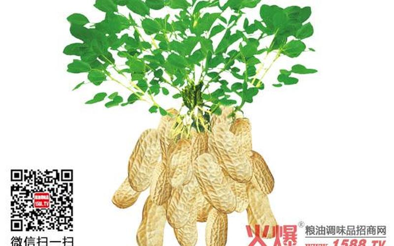 花生是水果还是素菜(花生是蔬菜吗)