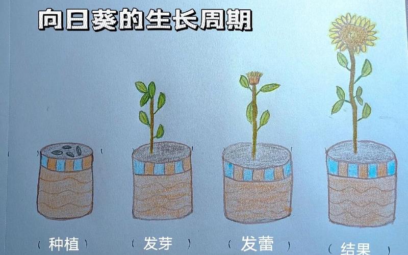 花卉是白天还是晚上生长(花卉生长方式)