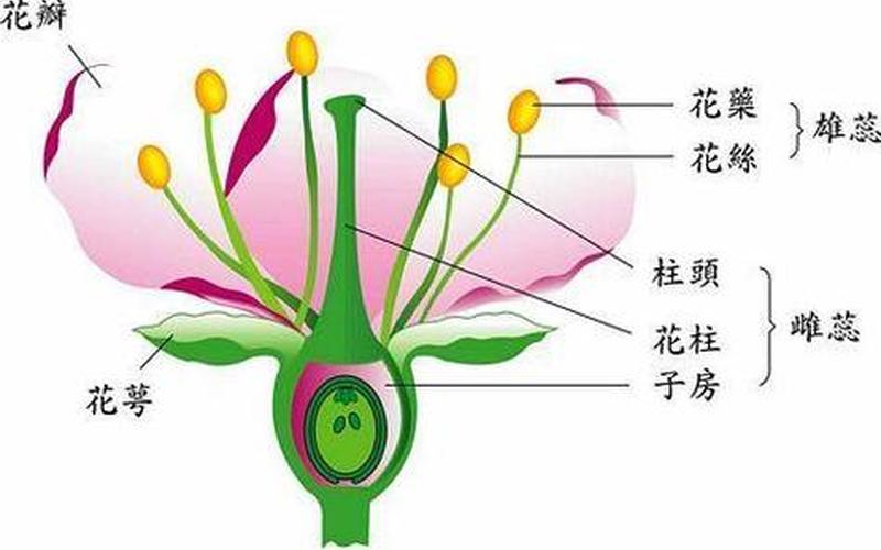 花蕊是雄性还是雌性(雄蕊是公的还是母的)
