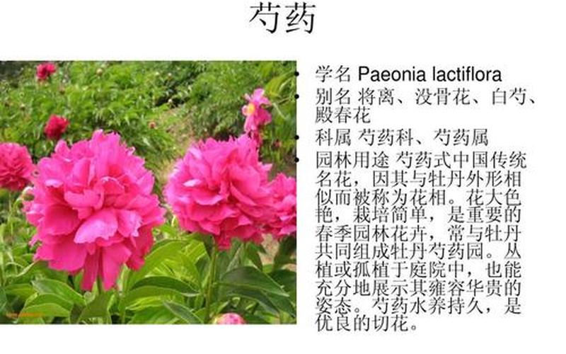花草是主观还是客观的(花草代表的品质)