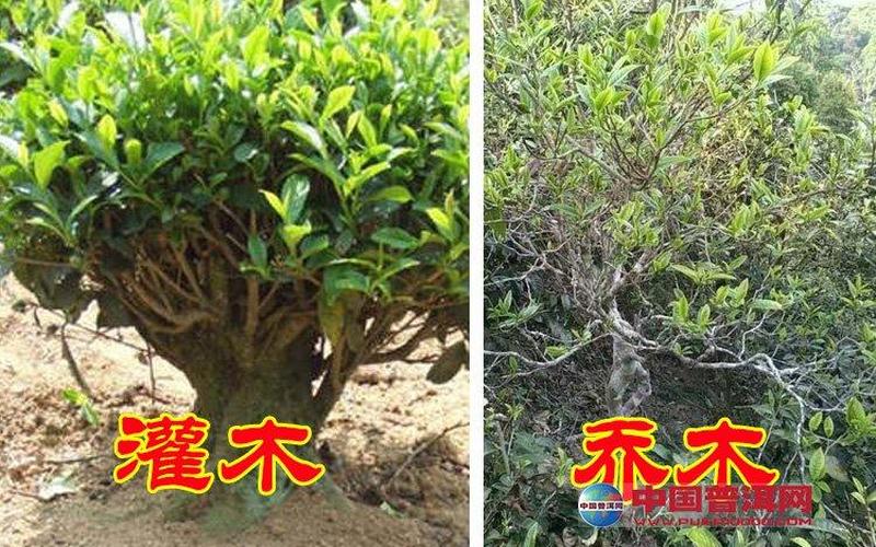槐木是乔木还是灌木(小乔木和灌木的区别)