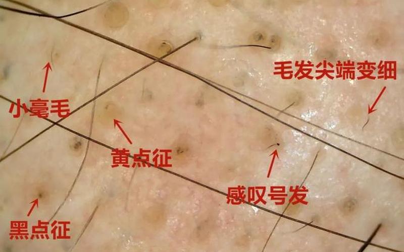 黄发是老人还是垂髫是老人(黄发是老人吗)