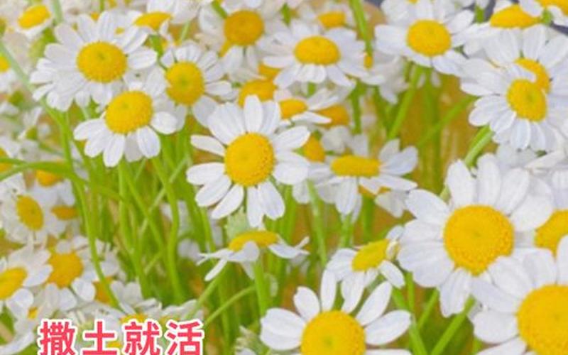 花是春天还是夏天种植(春天室内播种的花种子)