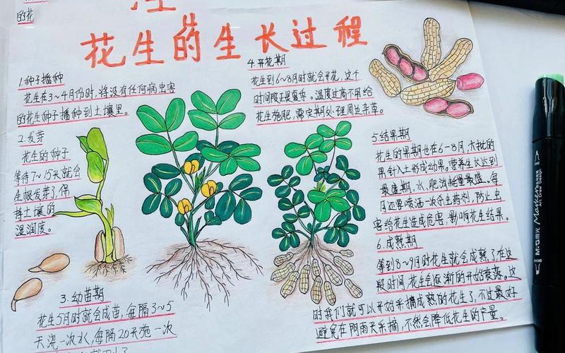 花生是摘还是拔(拔花生是什么意思)
