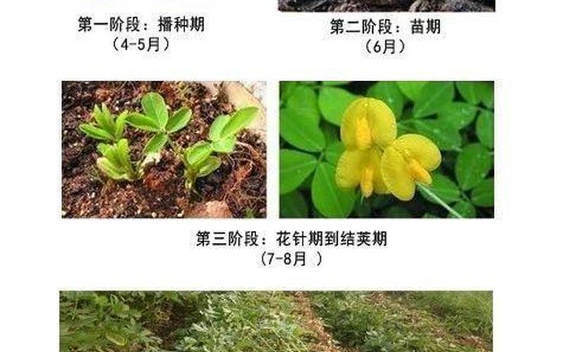 花生是种子还是果实(板栗是种子还是果实)