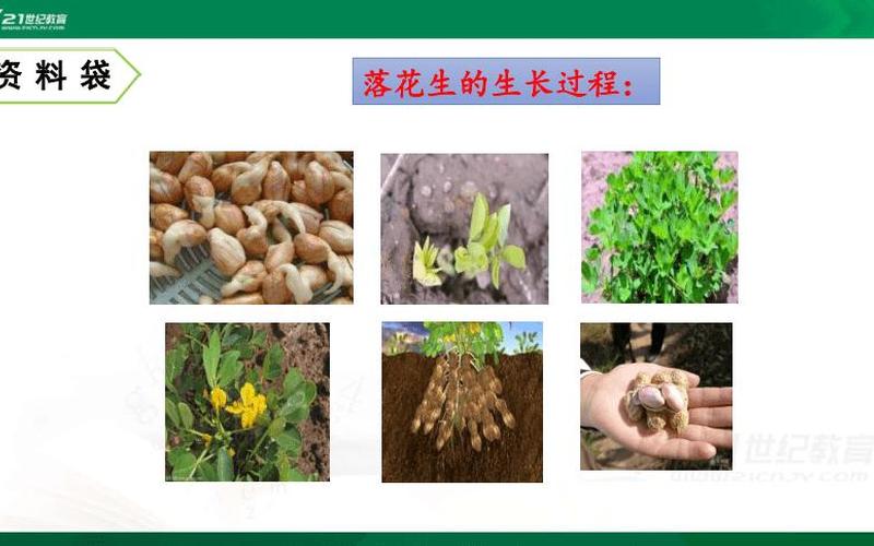 花生是根还是茎(花生是种子还是果实)