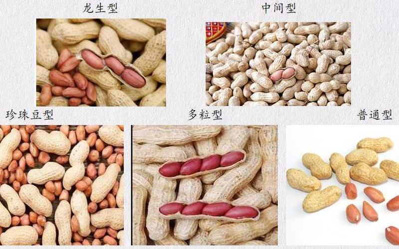 花生是寒性还是热性(黄豆是寒性还是热性)