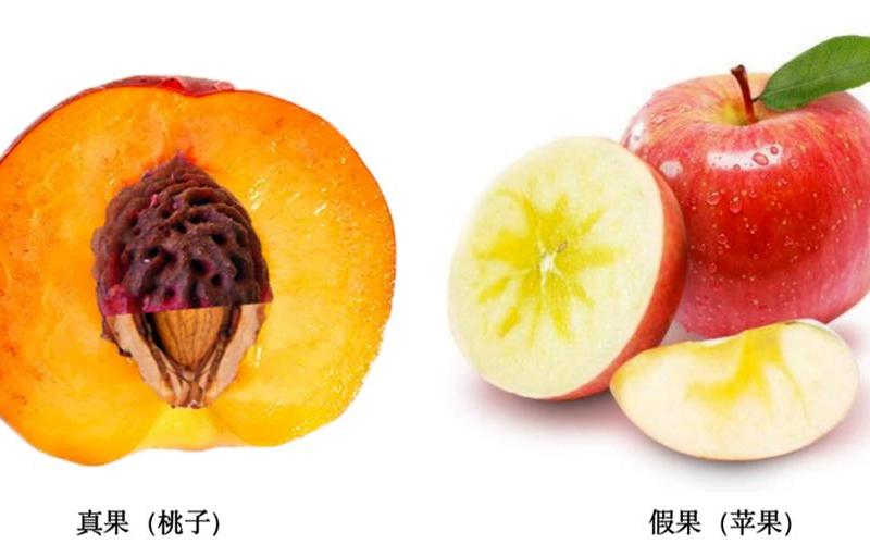 弧果是真果还是假果(草莓的果实是真果吗)