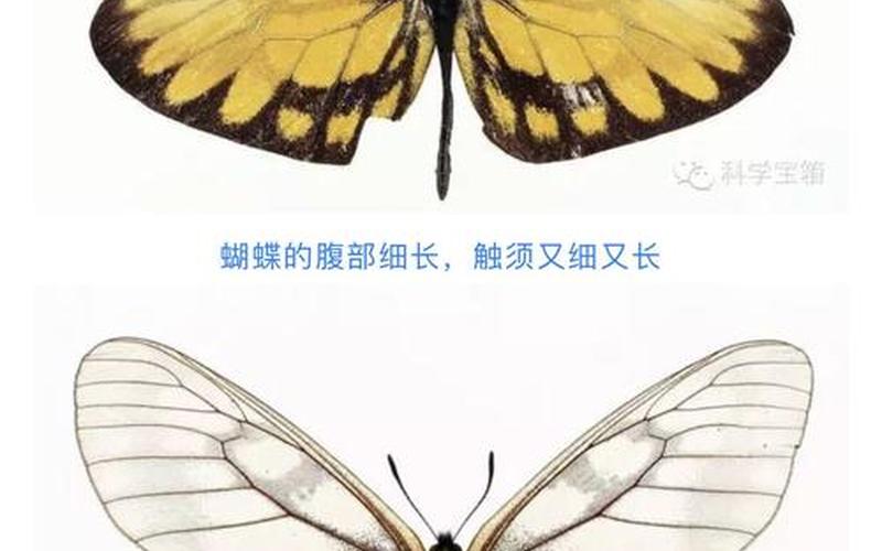 蝴蝶是动物还是昆虫(蝴蝶是代表什么动物)