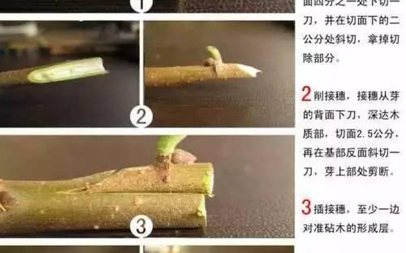 花芽嫁接是枝接还是芽接(芽接和枝接哪个更好呢)