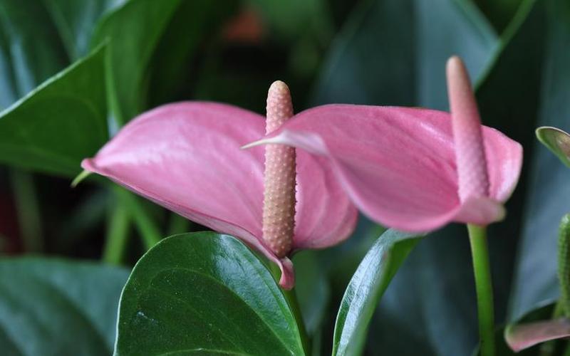 红掌的花是花还是叶(红掌是花吗)