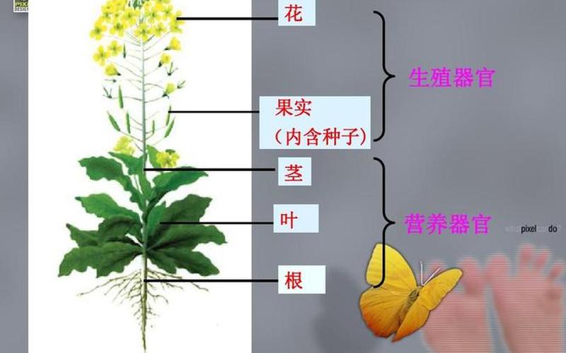花是支还是颗(花茎是什么意思)