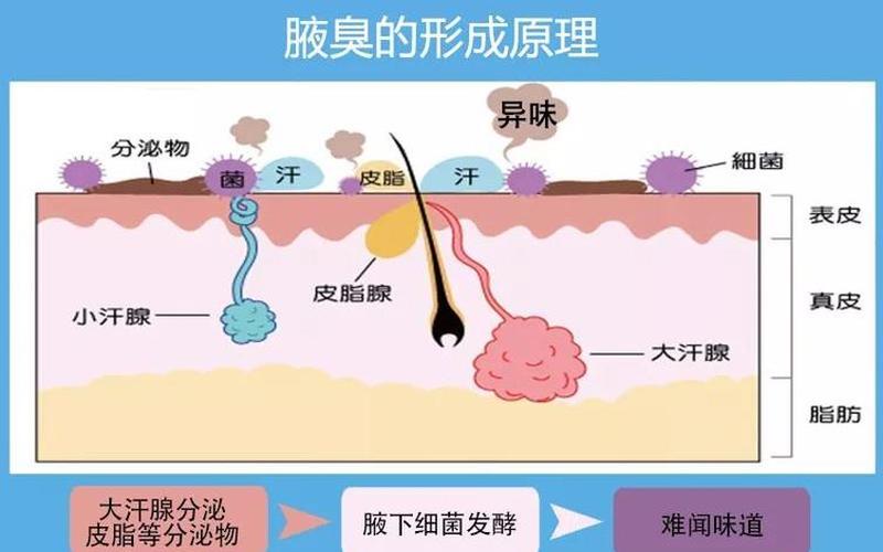狐臭是遗传的还是传染(狐臭只有遗传才会得吗)