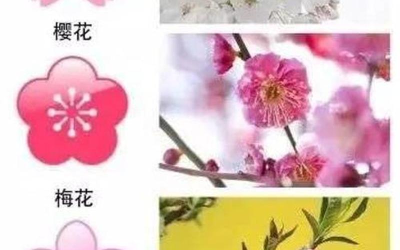 花卉是水果吗还是蔬菜(腊梅是花还是水果)