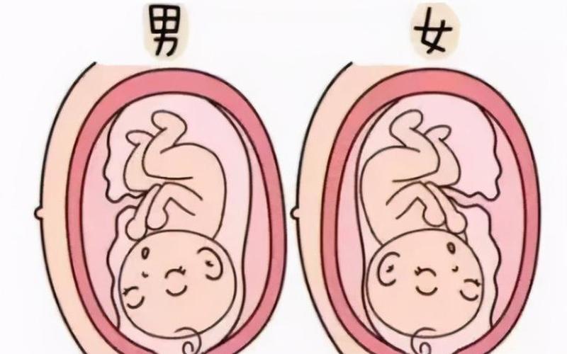 怀男孩是前壁还是后壁(胎盘前壁和后壁看男女)