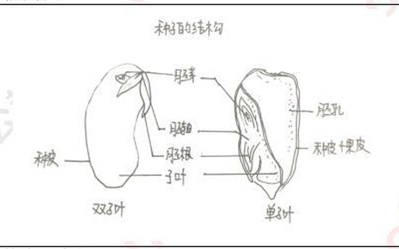 花生是单子叶还是双子叶(花生子叶图片)
