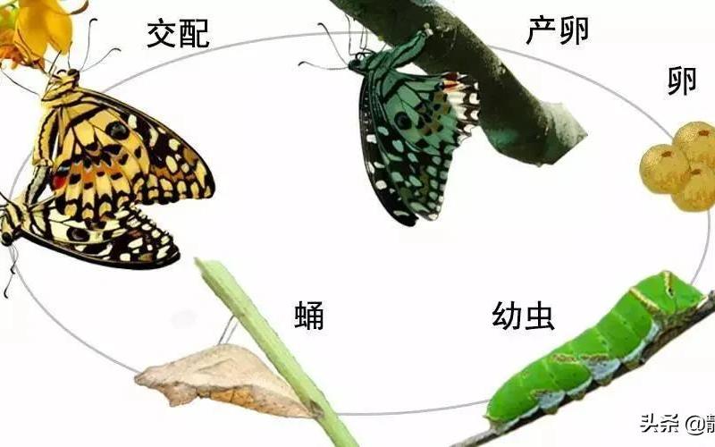 蝴蝶是害虫还是益虫(害虫和益虫的定义)