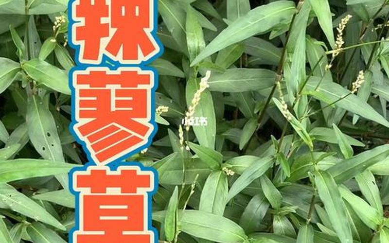 胡椒科是树还是草(地胡椒草图片及药用功效)