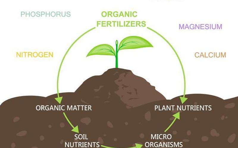花肥是土吸收还是植物(肥料是怎么被植物吸收的)