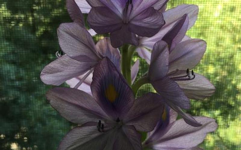 葫芦花是完全花还是不完全花(葫芦只开花不结果的原因是什么)