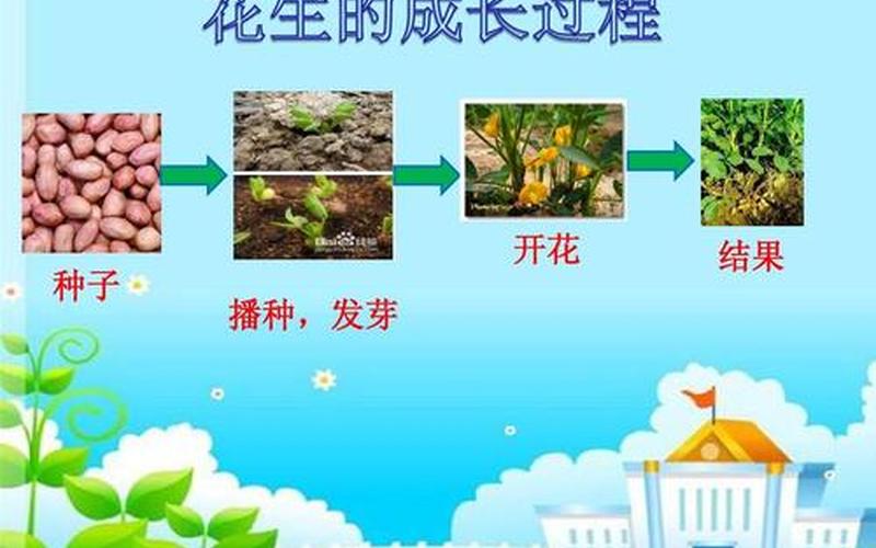 花生是果实还是种子(花生的果实特征)