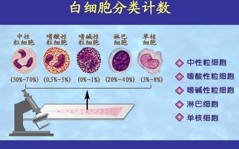 还是白细胞是白细胞(白细胞和白血球的区别)