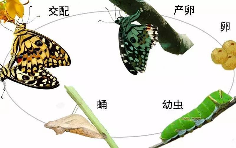 蝴蝶蜻蜓是昆虫还是动物(蝴蝶属于昆虫)