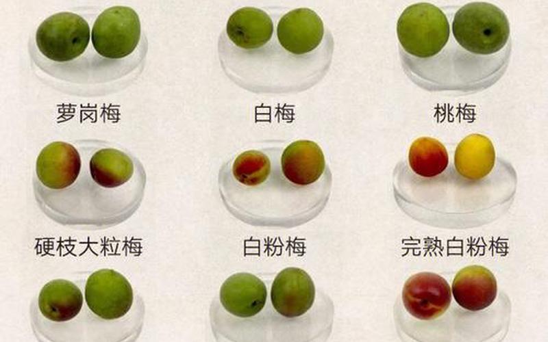 话梅是酸性还是碱性(话梅瓜子属于酸性还是碱性)
