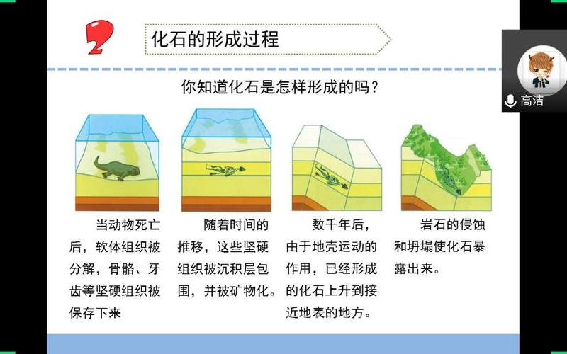 化石是生物还是岩石(化石是什么资源可再生还是不可再生)