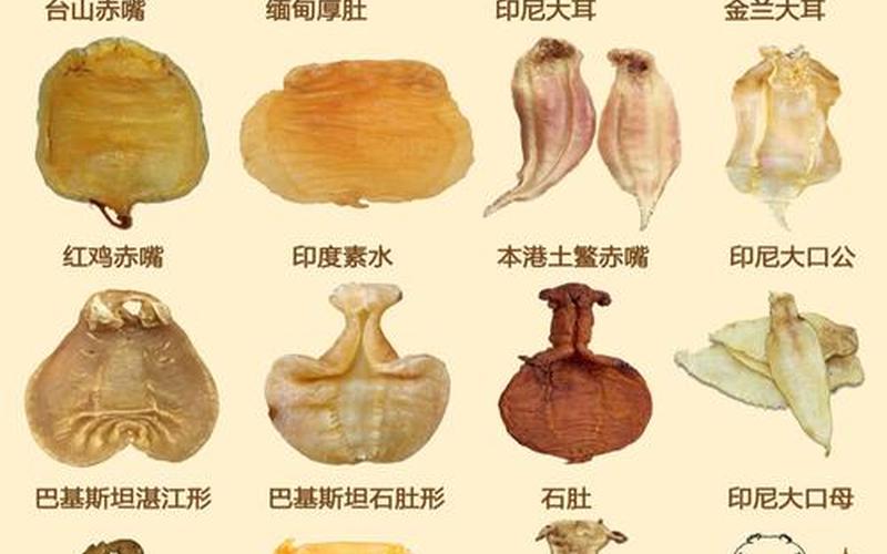 花胶是鱼肚还是鱼鳔(鱼肚是鱼的胃还是泡)