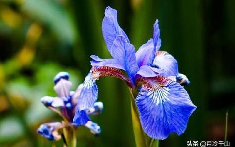 花开是使命还是选择(花的使命是什么)