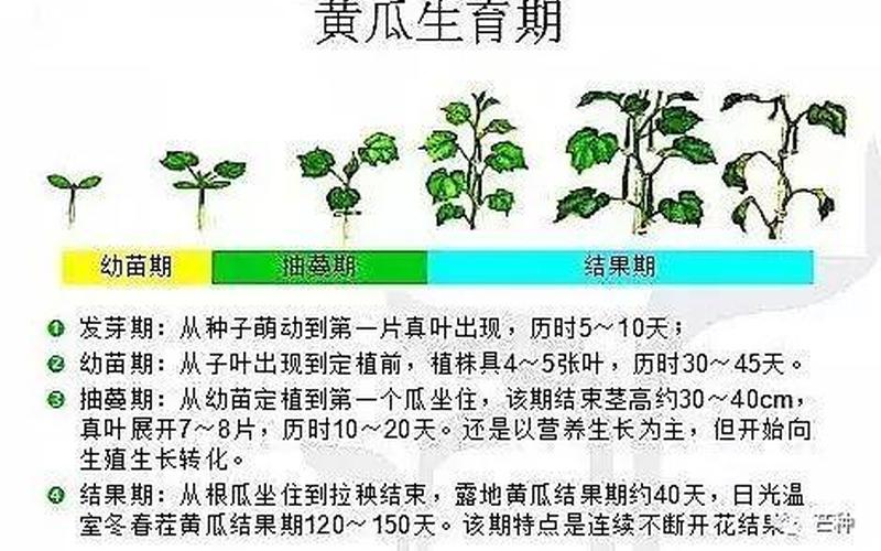 黄瓜是碱性还是(黄瓜喜欢酸性还是碱性土)