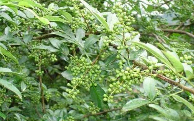 花椒是凉性还是热性(花椒清火还是上火)