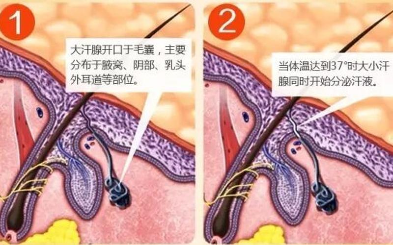 狐臭是遗传还是后天的(后天狐臭是怎样得来的)
