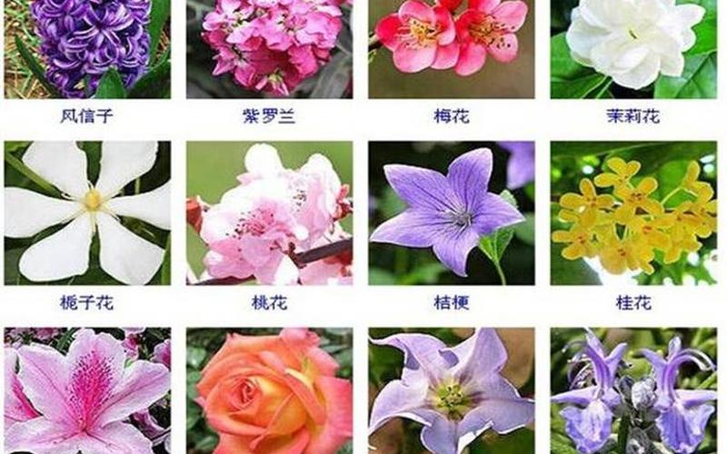 花种是撒还是点(种花东边还是西边)