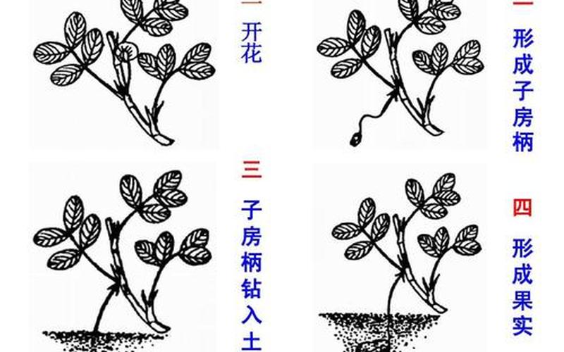 花生吃的是茎还是根(怎么判断是根还是茎)