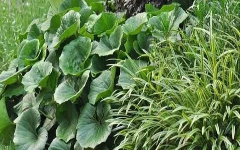 花草是阴性还是阳性(什么花属阳性)