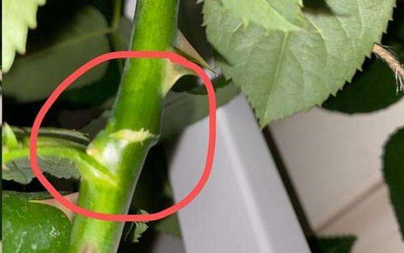 花枝是折断还是剪断(花枝折断了怎么补救)