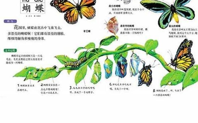 蝴蝶是胎生还是卵生(女的蝴蝶是天生的吗)